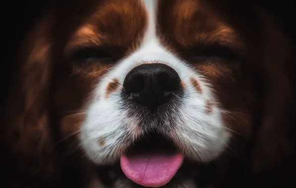 Картинка язык, собака, нос, щенок, мордашка, пёсик