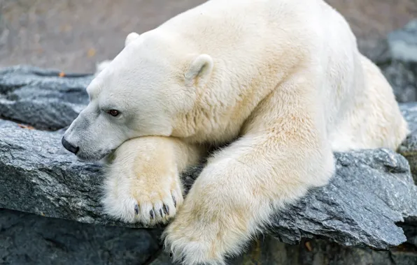 Картинка грусть, камень, белый медведь, полярный, ©Tambako The Jaguar