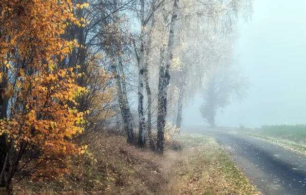 Дорога, осень, туман