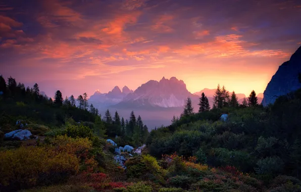 Картинка лес, деревья, закат, горы