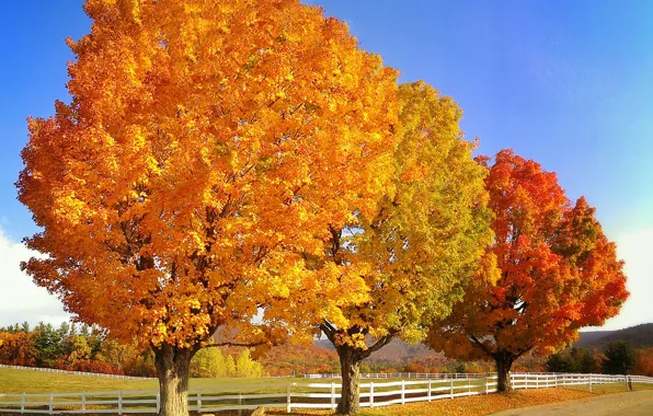 Картинка дорога, осень, небо, деревья, забор