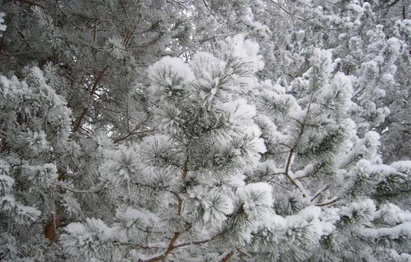 Зима, иней, лес, снег, природа, елки