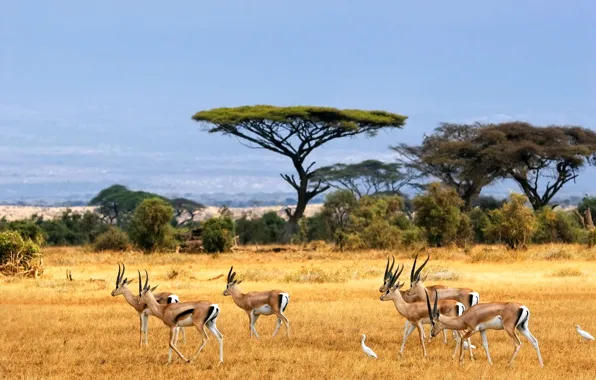 Картинка пейзаж, саванна, Африка, antelopes, african landscape, Savanna, антилопы, safari