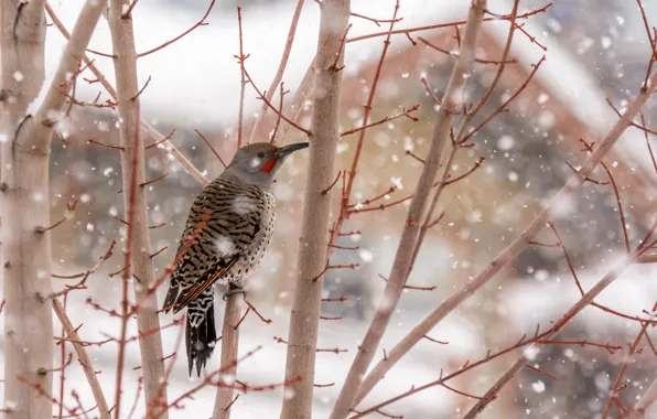 Bird, winter, tree, snowing