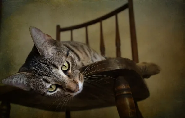 Картинка кошка, дом, фон