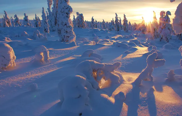 Картинка sunset, winter, snow, tree