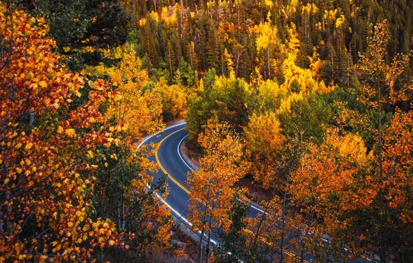 Картинка дорога, осень, лес, деревья, Колорадо, Colorado