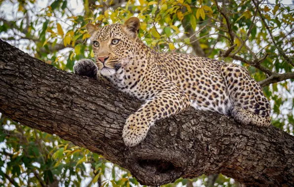 Картинка дерево, отдых, леопард, дикая кошка, на дереве, красавец