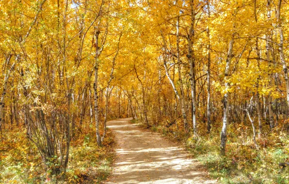 Дорога, осень, лес, листья, деревья