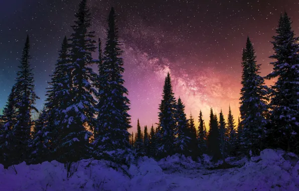 Nature, Sky, Stars, Wood, Winter, Night, Snow, Trees