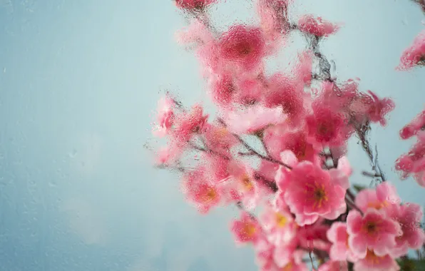 Стекло, цветы, glass, розовые, pink, water, blossom, flowers