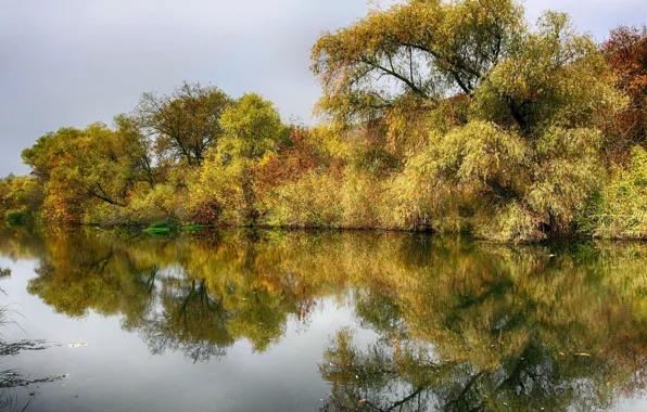 Деревья, пейзаж, природа, река, красота, панорама, верба