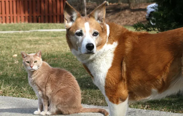 Кошка, кот, собака, друзья