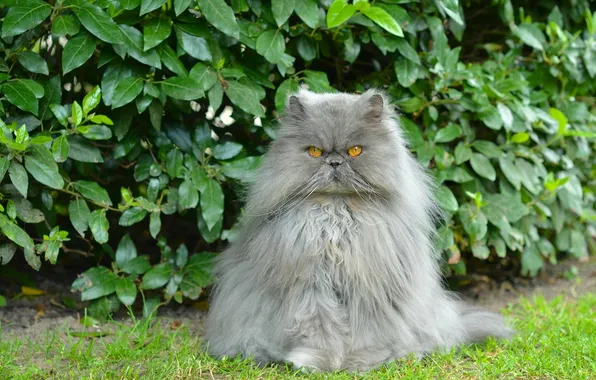 Кот, пушистый, перс, кусты, персидский кот, важный