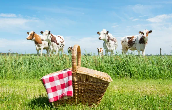Картинка зелень, поле, трава, корзина, коровы, пикник