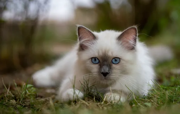 Картинка трава, взгляд, мордочка, котёнок, голубые глаза, боке, Бирманская кошка