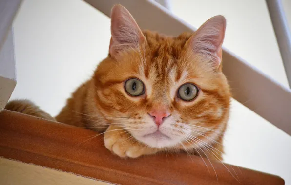 Картинка кот, взгляд, рыжий, мордочка, глазища, котейка