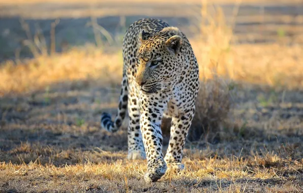 Картинка морда, хищник, леопард, саванна, Африка, прогулка, дикая кошка