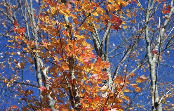 Картинка осень, небо, листья, ветки, дерево