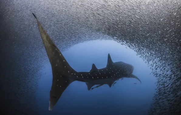 Картинка вода, рыбы, рыба, акула, под водой, Крупнейшая из существующих в настоящее время видов, Китовая акула