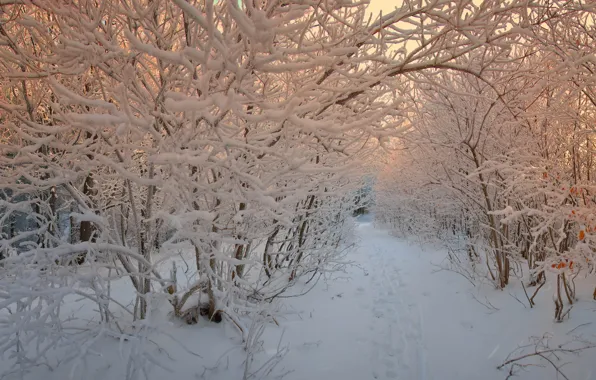 Картинка зима, лес, снег, деревья, закат, следы, ветви, Природа