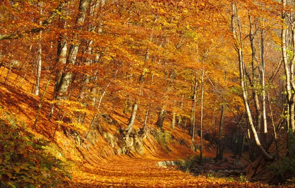 Картинка осень, лес, листья, деревья, листва, forest, листопад, роща
