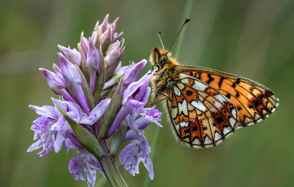 Цветок, бабочка, растение, насекомое, flower, butterfly, plant, insect