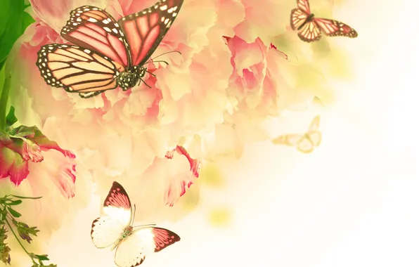 Картинка бабочки, цветы, цветение, гвоздика, веточки