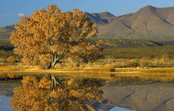 Картинка осень, вода, озеро, отражение, дерево, Горы, водоем