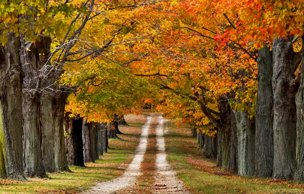 Картинка дорога, осень, деревья, природа, цветные