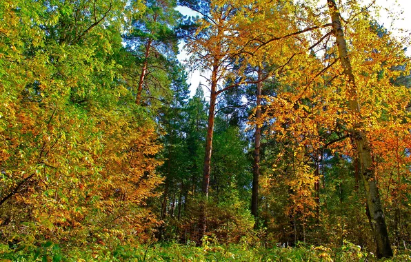 Осень, деревья, желтые листья, Природа, Екатеринбург
