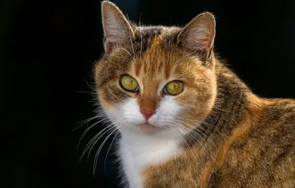 Картинка кошка, взгляд, фон, портрет, мордочка