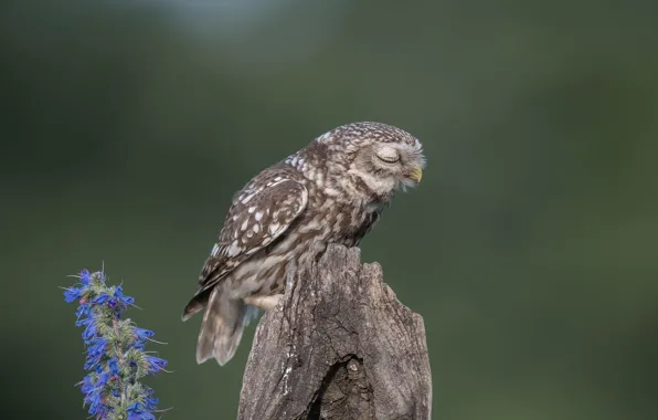Картинка природа, птица, Little Owl