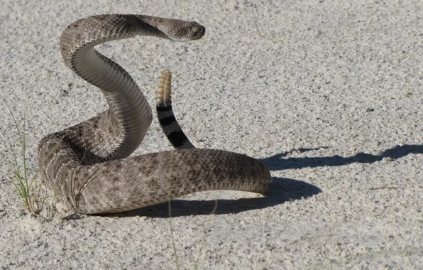 Картинка animal, western diamondback rattlesnake, rattle snake on gray surface, reptiel