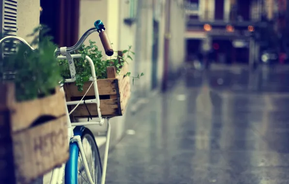 Зелень, трава, цветы, велосипед, велик, город, фон, обои