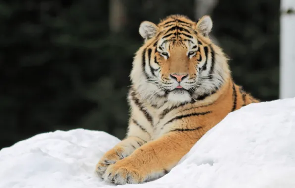 Картинка снег, тигр, лапы