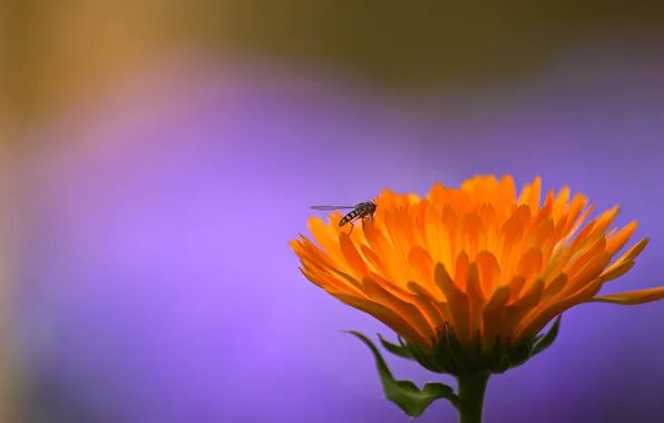 Картинка цветок, оранжевый, муха, фон, сиреневый, насекомое, журчалка