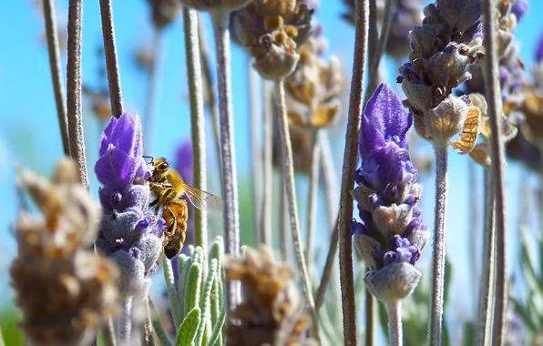 Картинка цветы, пчела, насекомое, шмель, солнечно, полевые