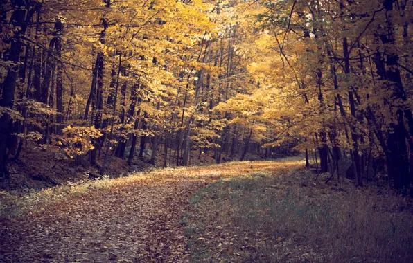 Дорога, осень, лес, листья, деревья, пейзаж, природа