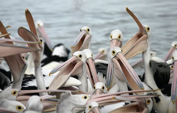 Природа, фон, птица