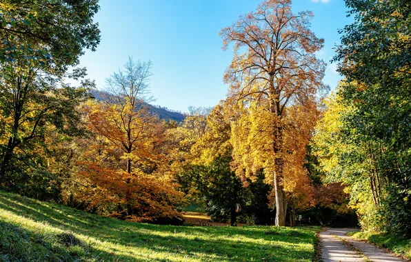 Картинка дорога, осень, деревья