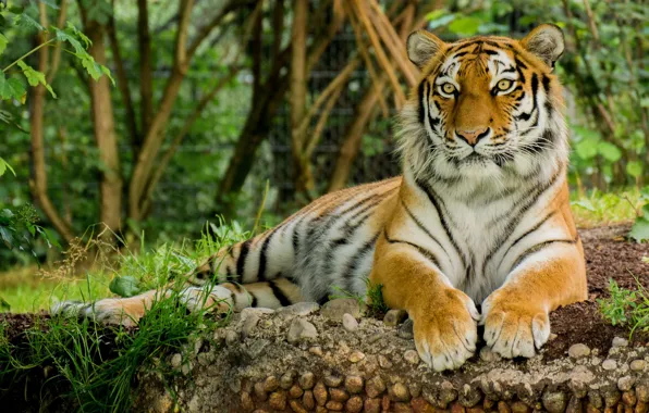 Картинка тигр, животное, отдых, Кошка