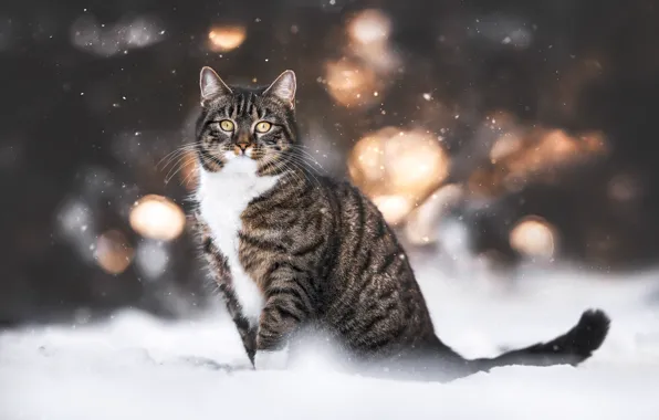 Зима, кошка, кот, взгляд, снег, природа, блики, серый