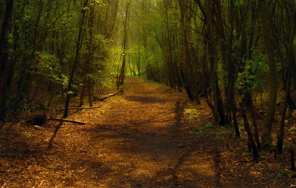 Картинка лес, свет, деревья, путь, листва, тропа, поворот, дорожка