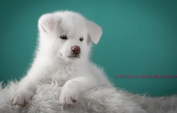 Картинка белый, пушистый, милый, щенок, пёсик, японская акита