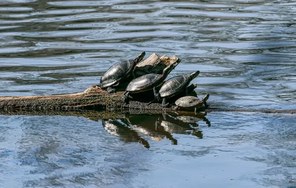 Картинка вода, бревно, четыре, черепахи