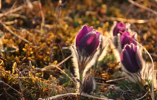 Цветы, природа, весна
