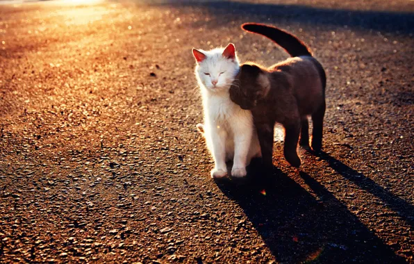Кошки, черная, белая, ласка