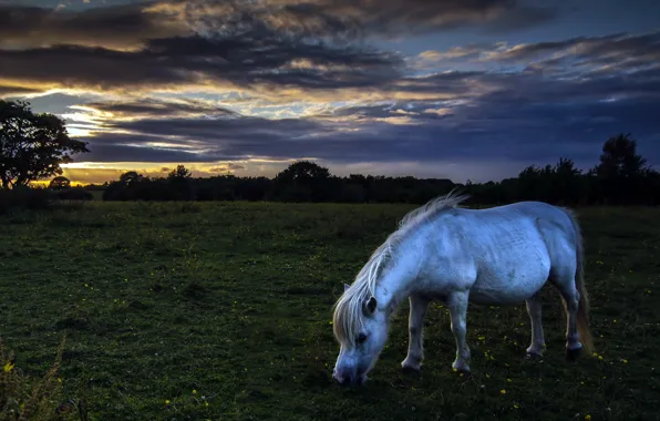 Картинка поле, ночь, природа, конь