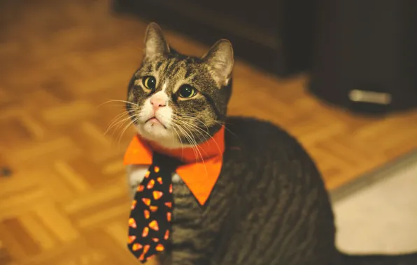 Кот, галстук, милый, забавный, питомец